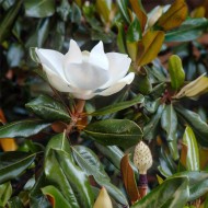 Magnolia Little Gem - Örökzöld magnolia