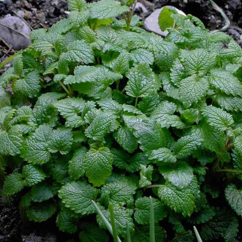 Citromfű (Melissa officinalis) 