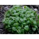 Citromfű (Melissa officinalis) 