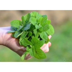 Citromfű (Melissa officinalis) 