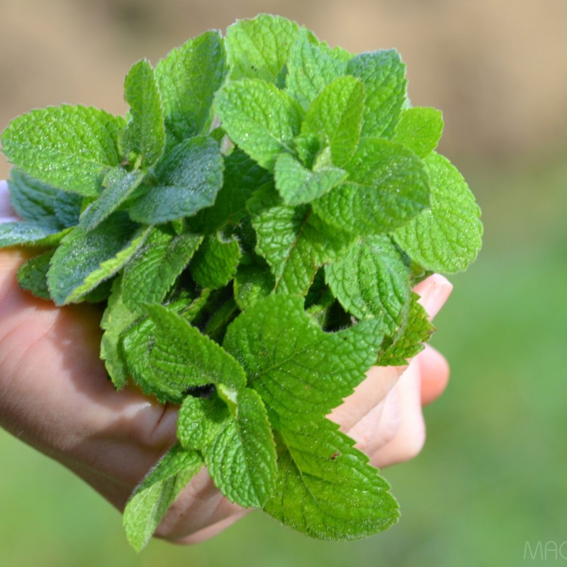 Citromfű (Melissa officinalis) 