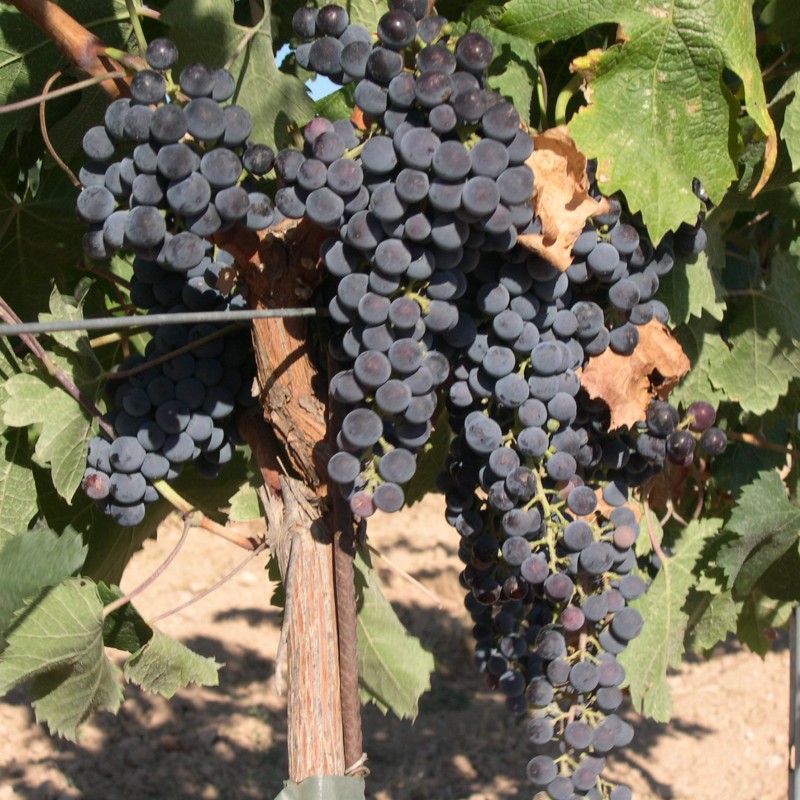 Merlot Borszőlő