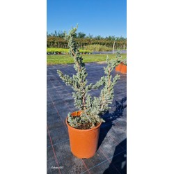 Juniperus Meyeri 50-60cm