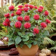 Monarda didyma Fireball - Méhbalzsam