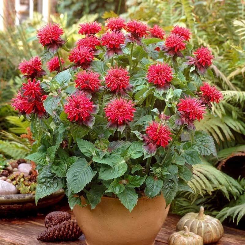 Monarda didyma Fireball - Méhbalzsam