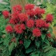Monarda didyma Fireball - Méhbalzsam