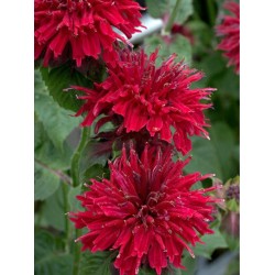 Monarda didyma Fireball - Méhbalzsam