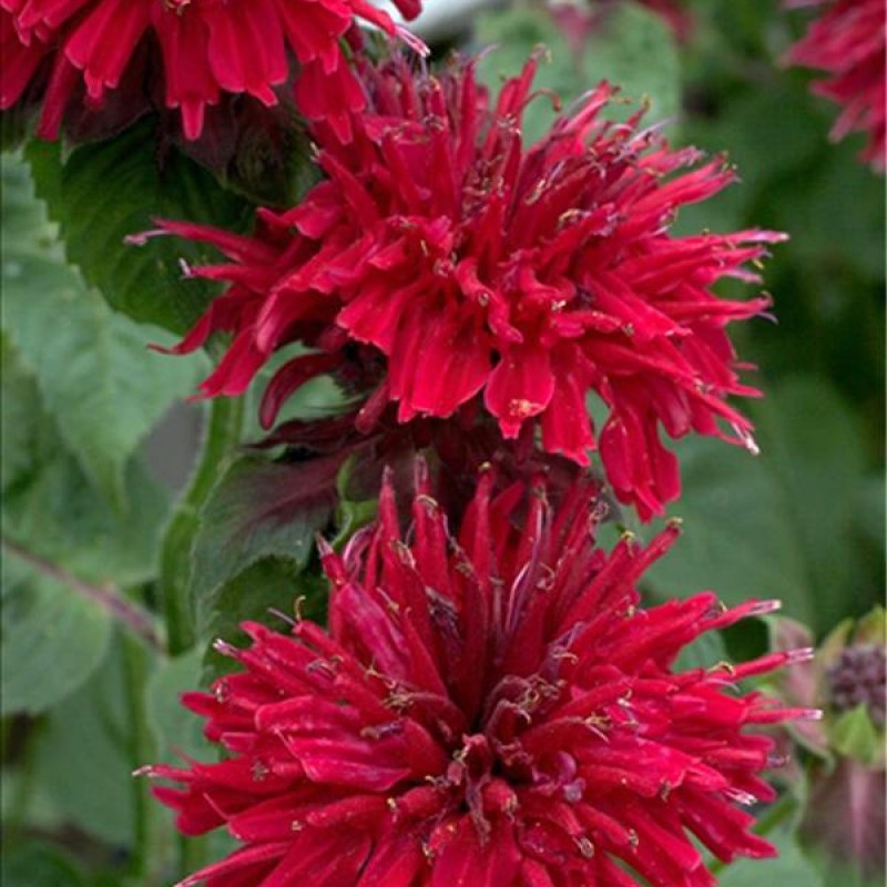 Monarda didyma Fireball - Méhbalzsam