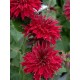 Monarda didyma Fireball - Méhbalzsam