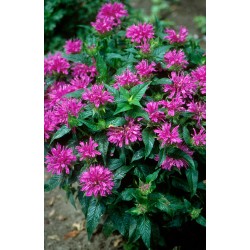 Monarda On Parade - Méhbalzsam