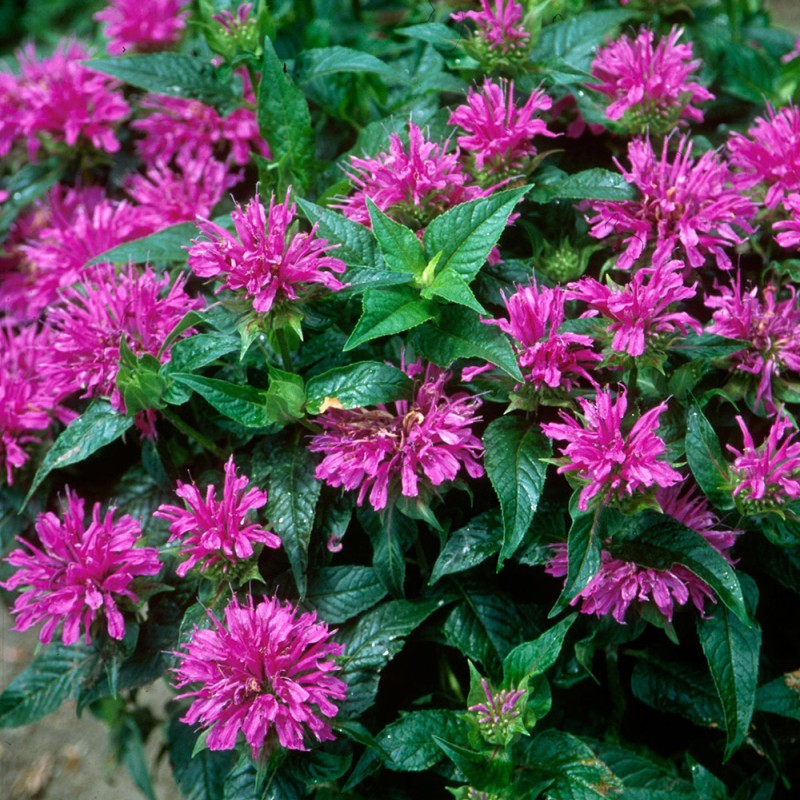 Monarda On Parade - Méhbalzsam