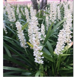 Liriope muscari ‘Monroe White’ - Gyöngyike Gyepliliom