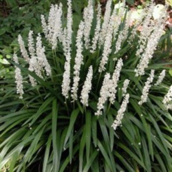 Liriope muscari ‘Monroe White’ - Gyöngyike Gyepliliom