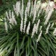 Liriope muscari ‘Monroe White’ - Gyöngyike Gyepliliom