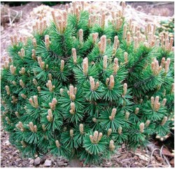 Pinus mugo ‘Benjamin’ – törpe hegyifenyő