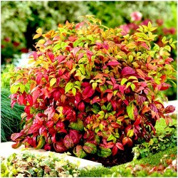 Nandina domestica 'Fire Power' - Tűzvörös szakállbambusz