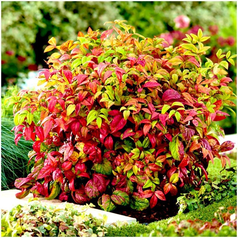 Nandina domestica 'Fire Power' - Tűzvörös szakállbambusz