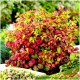 Nandina domestica 'Fire Power' - Tűzvörös szakállbambusz
