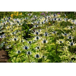 Eryngium x zabelii ‘Neptune’s Gold’ - Iringó