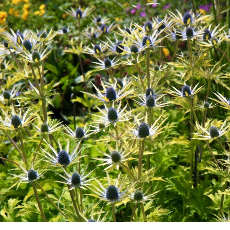 Eryngium x zabelii ‘Neptune’s Gold’ - Iringó