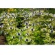Eryngium x zabelii ‘Neptune’s Gold’ - Iringó