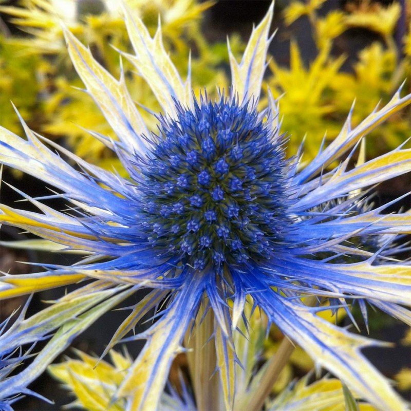 Eryngium x zabelii ‘Neptune’s Gold’ - Iringó