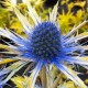 Eryngium x zabelii ‘Neptune’s Gold’ - Iringó