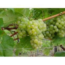 Neuburger Borszőlő