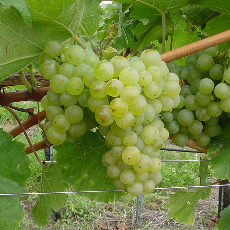 Neuburger Borszőlő