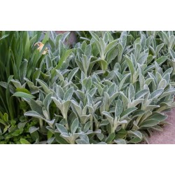 Stachys byzantina – Gyapjas tisztesfű - Nyuszifül