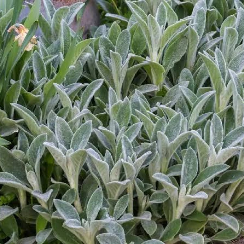 Stachys byzantina – Gyapjas tisztesfű - Nyuszifül