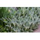 Stachys byzantina – Gyapjas tisztesfű - Nyuszifül