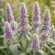 Stachys byzantina – Gyapjas tisztesfű - Nyuszifül