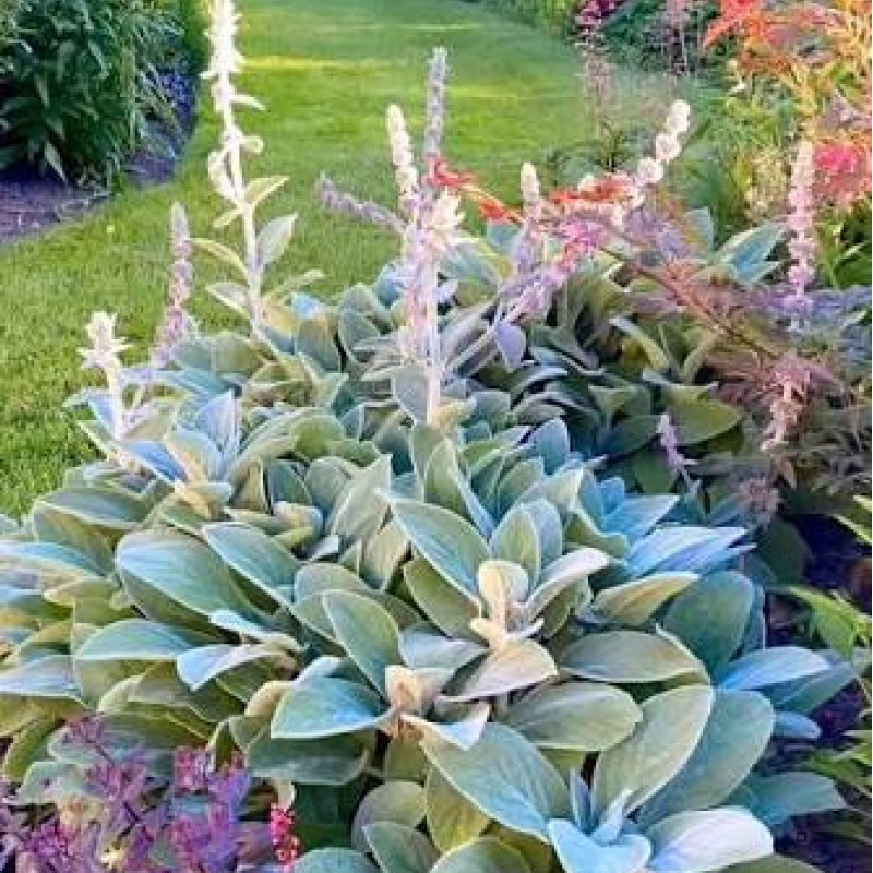 Stachys byzantina – Gyapjas tisztesfű - Nyuszifül