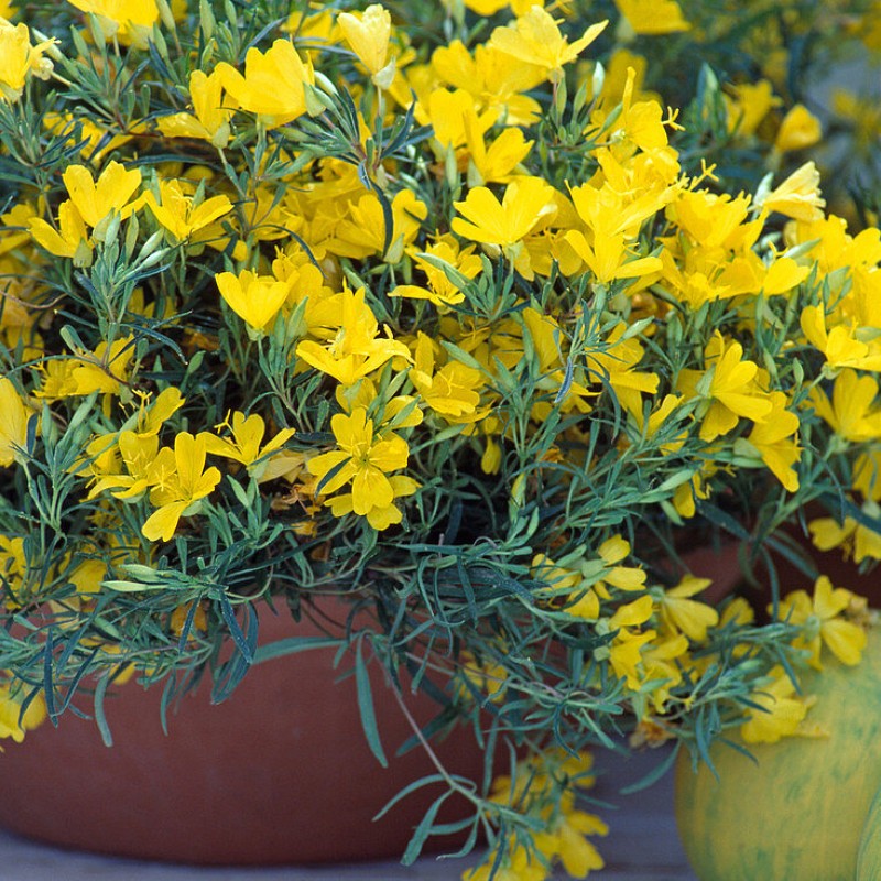 Oenothera 'African Sun' - Ligetszépe