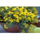 Oenothera 'African Sun' - Ligetszépe