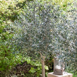 Olea europaea - Olajfa