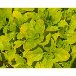 Origanum vulgare ‘Aureum’ – aranylevelű oregánó