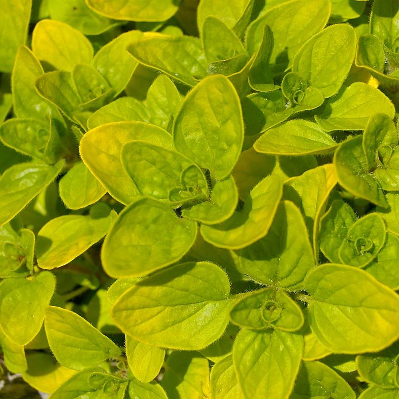 Origanum vulgare ‘Aureum’ – aranylevelű oregánó