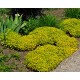 Origanum vulgare ‘Aureum’ – aranylevelű oregánó