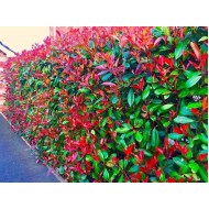 Korallberkenye - Photinia RED ROBIN 50-60cm 2L
