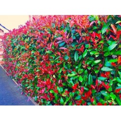 Korallberkenye - Photinia RED ROBIN 30-40cm 2L