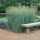 Panicum virgatum 'Heavy Metal' 