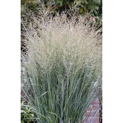 Panicum virgatum 'Heavy Metal' 