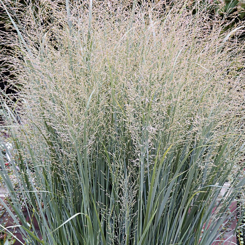 Panicum virgatum 'Heavy Metal' 