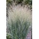 Panicum virgatum 'Heavy Metal' 