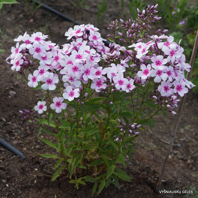 Phlox paniculata ‘Early Blush Pop’ - Bugás Lángvirág