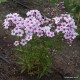Phlox paniculata ‘Early Blush Pop’ - Bugás Lángvirág