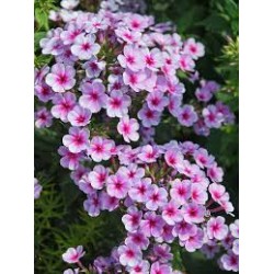 Phlox paniculata ‘Early Blush Pop’ - Bugás Lángvirág