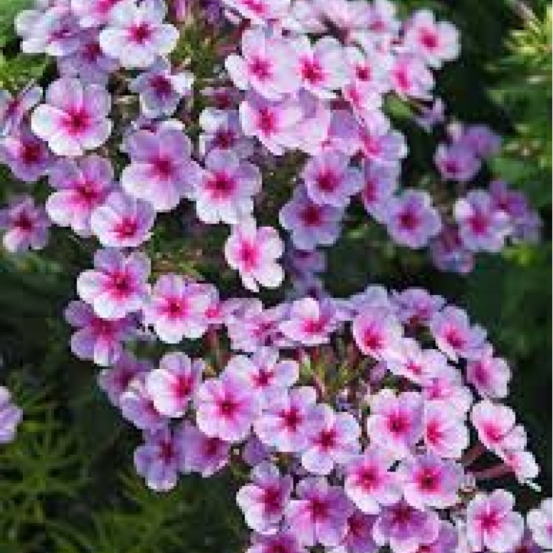 Phlox paniculata ‘Early Blush Pop’ - Bugás Lángvirág